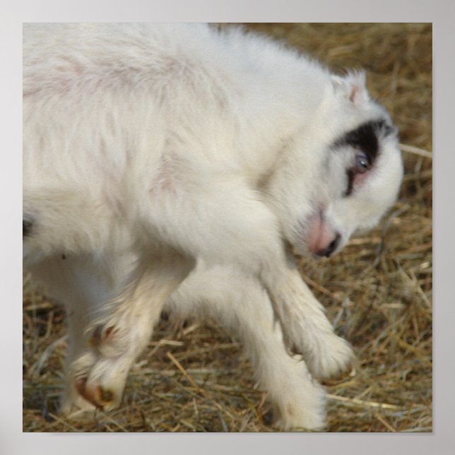 Poster Amigo Plays (Frente)