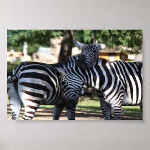 Poster Amigos da zebra