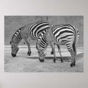 Poster Amigos da zebra