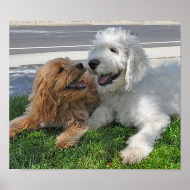 Póster Amigos de Goldendoodle e Labradoodle (Frente)