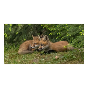Póster Amigos de Raposa Kit