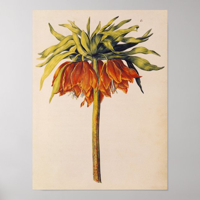 Póster Amizade Coroa, de La Guirlande de Julie (Frente)