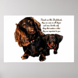 Póster Amizade do Dachshund