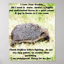 Amoouriços-cacheiros