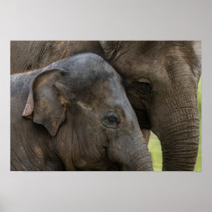 Poster Amor A Mãe Elefante