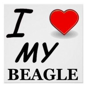 Póster amor ao beagle