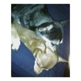 Póster Amor de Cachorrinho