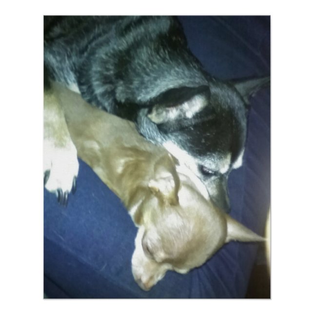 Póster Amor de Cachorrinho (Frente)