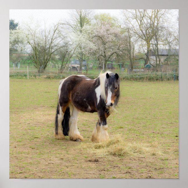 Poster Amor de cavalo - Bonitinho (Frente)