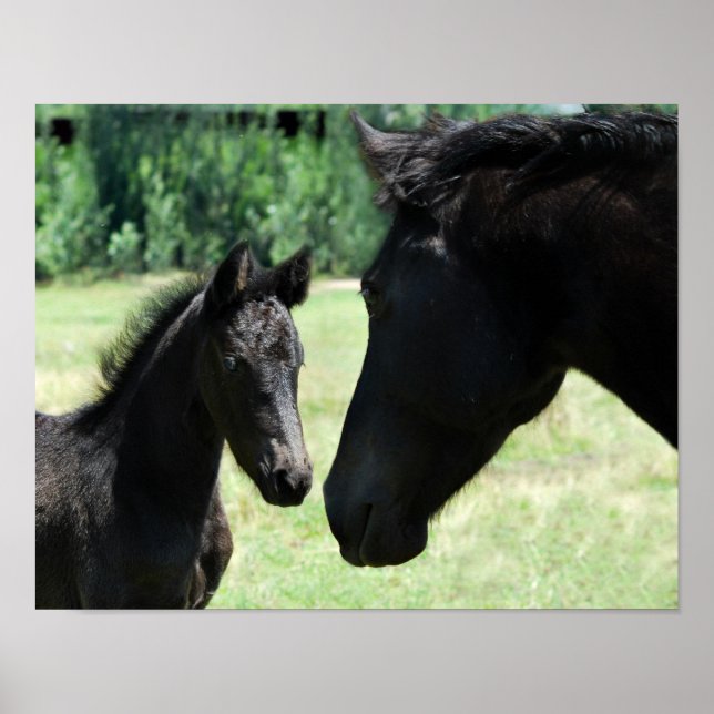 Póster Amor de cavalo mãe e bebê (Frente)