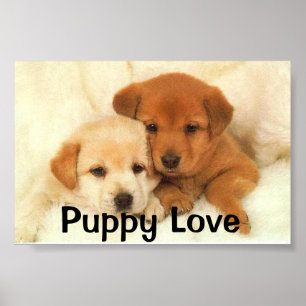 Póster Amor de filhote de cachorro