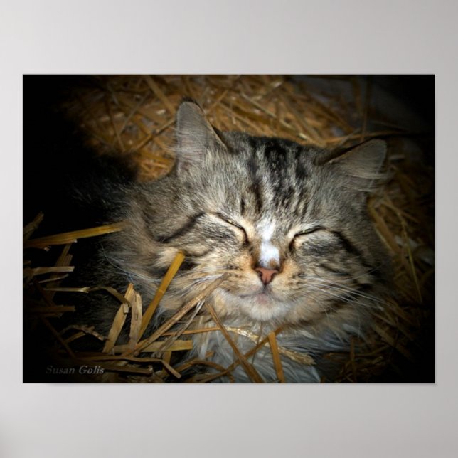 Poster Amor de Gato Selvagem Dormindo em Cama de Palha Fo (Frente)