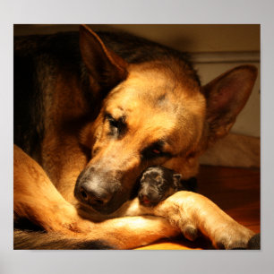 Póster Amor de GSD