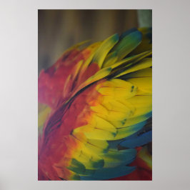 Poster Amor de Guacamaya