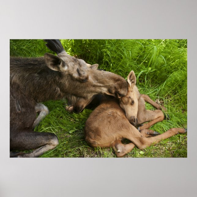 Póster Amor de Mãe (Frente)