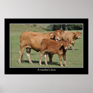 Póster Amor de mãe, vaca lambendo seu bezerro