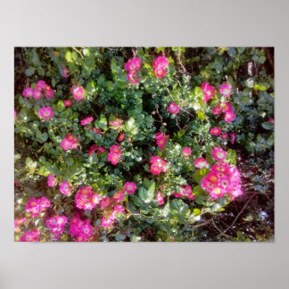 Poster Amor de Rosa
