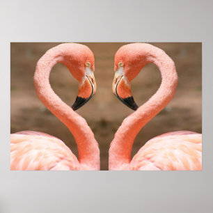 Póster Amor do flamingo