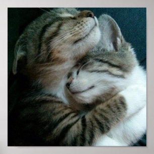 Poster Amor do gato