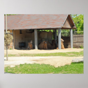 Poster Amor do lama