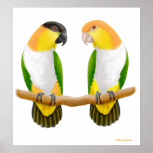 Poster Amor do papagaio do Caique, amor do papagaio do