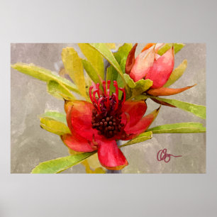 Póster Amor do Protea