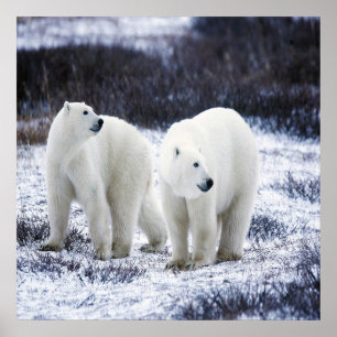 Póster Amor do urso polar