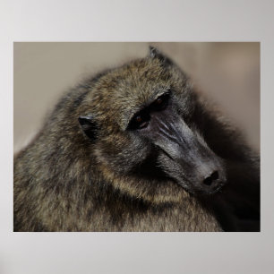 Poster Amor dos macacos para sempre