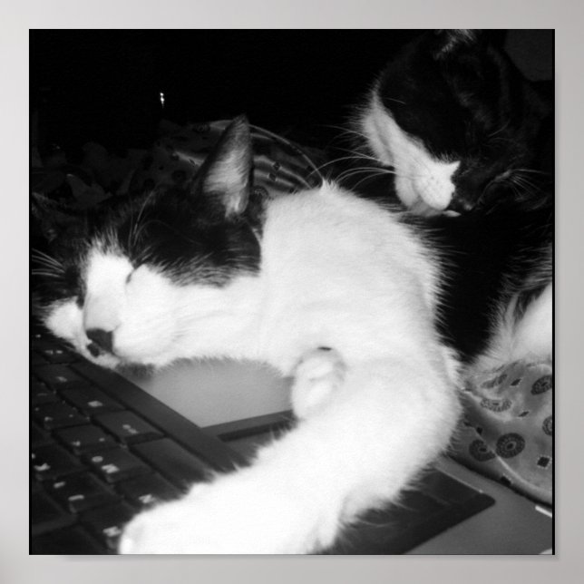 Póster Amor gatinho... (Frente)