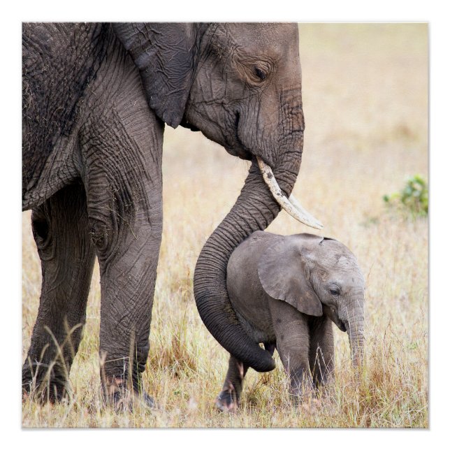 Póster Amor maternal (Frente)