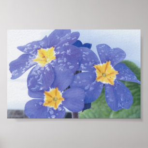 Póster Amor perfeito de florescência do inverno do Lilac