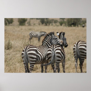 Póster amor zebra