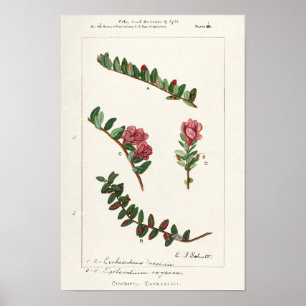 Poster Amoreira Americana (Vaccinium Macrocarpon)