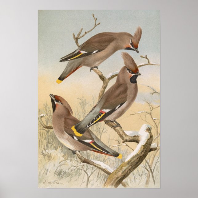 Poster Ampelis garrulus por Johann Friedrich Naumann (Frente)