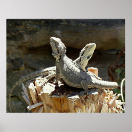 Póster Amphion e Zethus