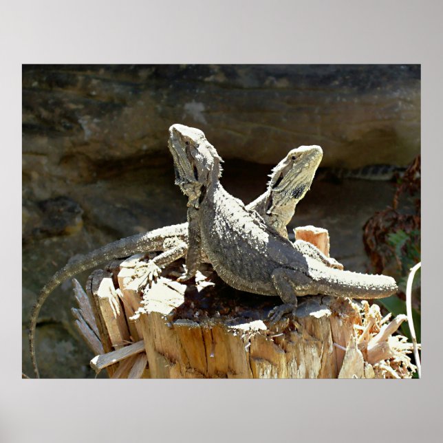 Póster Amphion e Zethus (Frente)