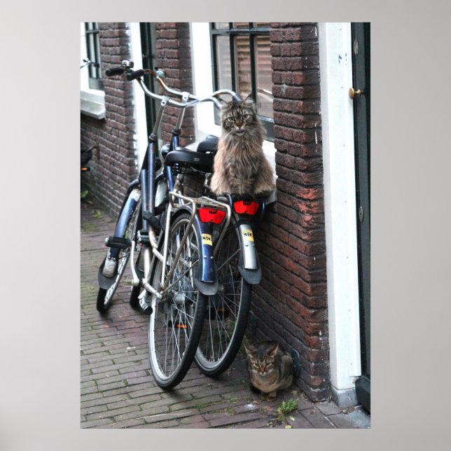 Poster Amsterdam Cats na Bicicleta Foto (Frente)