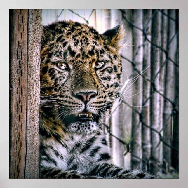 Póster Amur Leopard Zoo Exótico (Frente)
