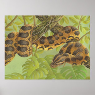 Póster Anaconda