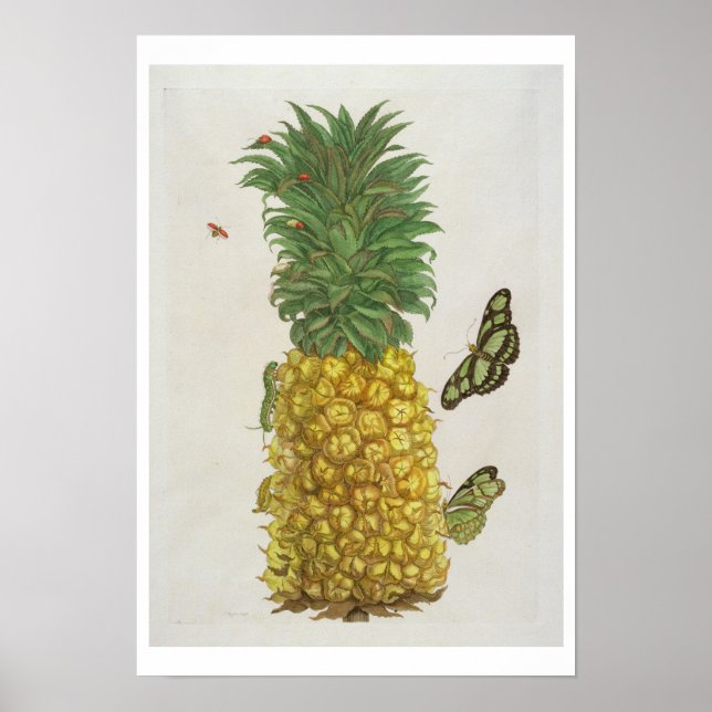 Poster Ananás com lagarta e borboletas (mão-c) (Frente)