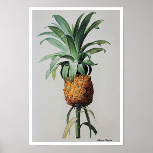Póster Ananas de Desenho Antigas Comosus