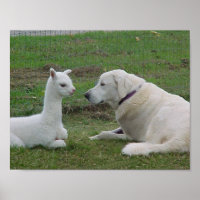 Anatólia Shepherd e Alpaca Cria