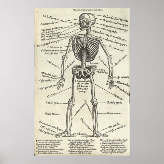 Poster Anatomia (Frente)