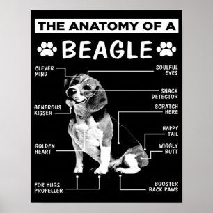 Poster Anatomia   Cachorro de feijão   Cachorro engraçado