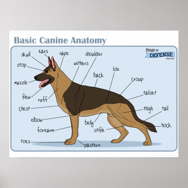 Poster Anatomia Canina 24x18 (Frente)