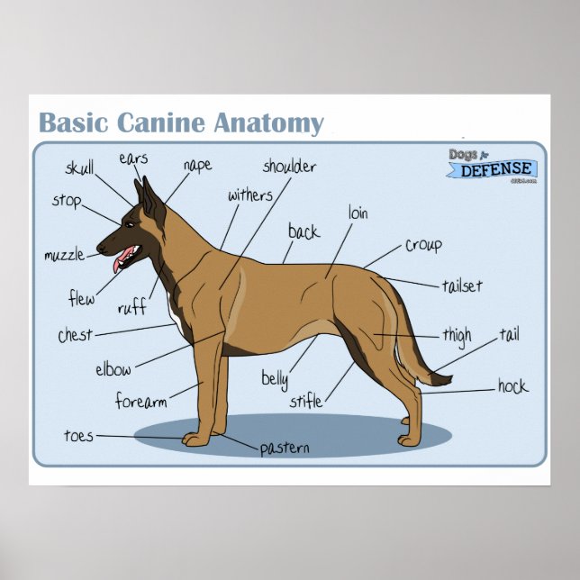 Póster Anatomia Canina 24x18 (Frente)
