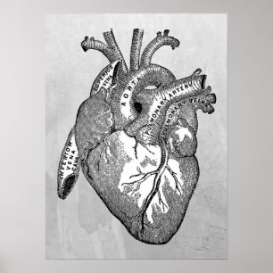 Póster anatomia cardíaca vintage