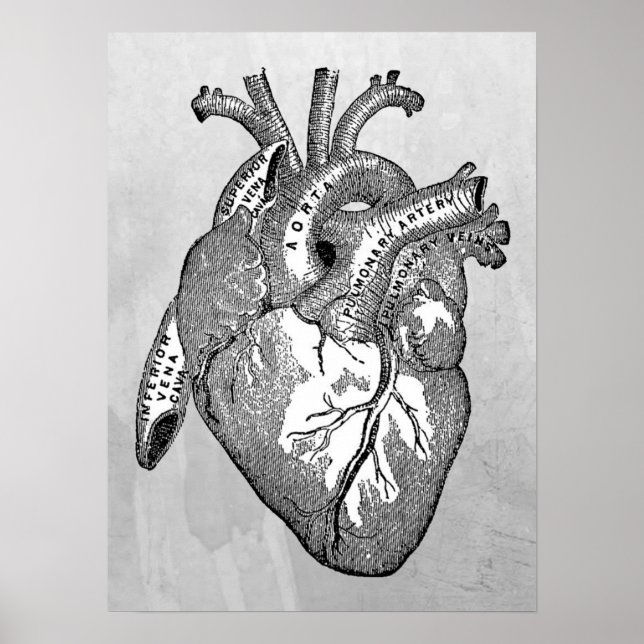 Póster anatomia cardíaca vintage (Frente)