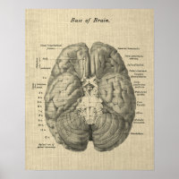 Anatomia cerebral Art nº 1 com fundo creme