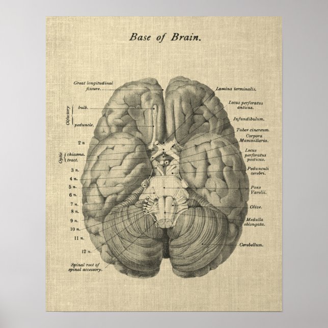 Poster Anatomia cerebral Art nº 1 com fundo creme (Frente)